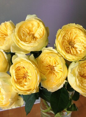 卡特琳娜 大花月季黄色大包子 四季多头开花  包对版