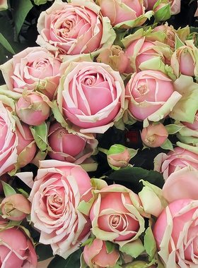 浪漫伊甸园Eden Romantica 窗台阳台盆栽月季容易种植