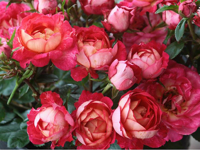 可乐的花园 妮可柯德娜 德国微型月季 双色花色 多头抗病