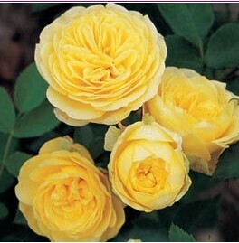 浪漫阳光Sunlight Romantica 庭院花园月季花卉盆栽浓香