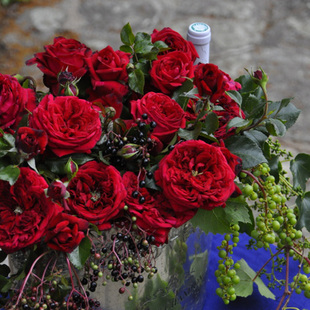 可乐的花园 玫瑰国度天使 庭院四季阳台藤本丰花 攀爬月季 耐寒