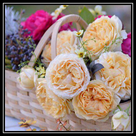 大键琴米黄中香 矮小灌木大花丰花月季玫瑰花阳台盆栽植物