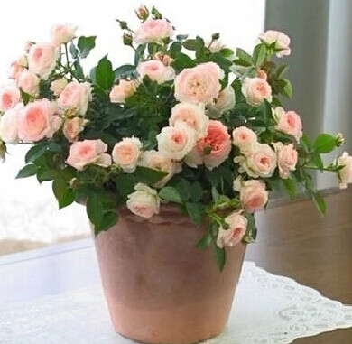 粉色微型阳台盆栽月季花苗