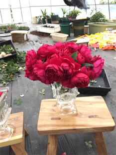 【可乐的花园】新店特惠秋日胭脂月季浓香切花灌木会变色玫瑰抗病