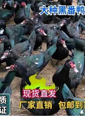 大种黑番鸭苗纯种红脸番鸭活苗优质健康纯黑色小鸭子洋鸭旱鸭宠物