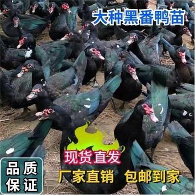 大种黑番鸭苗纯种红脸番鸭活苗优质健康纯黑色小鸭子洋鸭旱鸭宠物