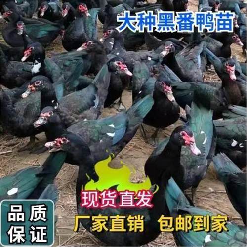 大种黑番鸭苗纯种红脸番鸭活苗优质健康纯黑色小鸭子洋鸭旱鸭宠物