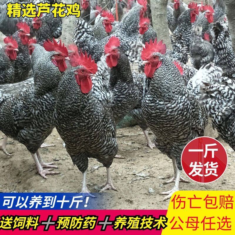 1斤纯种芦花鸡苗活苗一斤绿壳蛋活体汶上芦花鸡下蛋母鸡小鸡宠物,宠物/宠物食品及用品,宠物鸡,淘宝优惠券,粉丝福利购,淘宝优惠卷