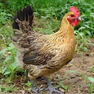 小鸡活苗一斤大种青脚麻鸡高产绿壳蛋鸡脱温麻羽土鸡活苗包活宠物