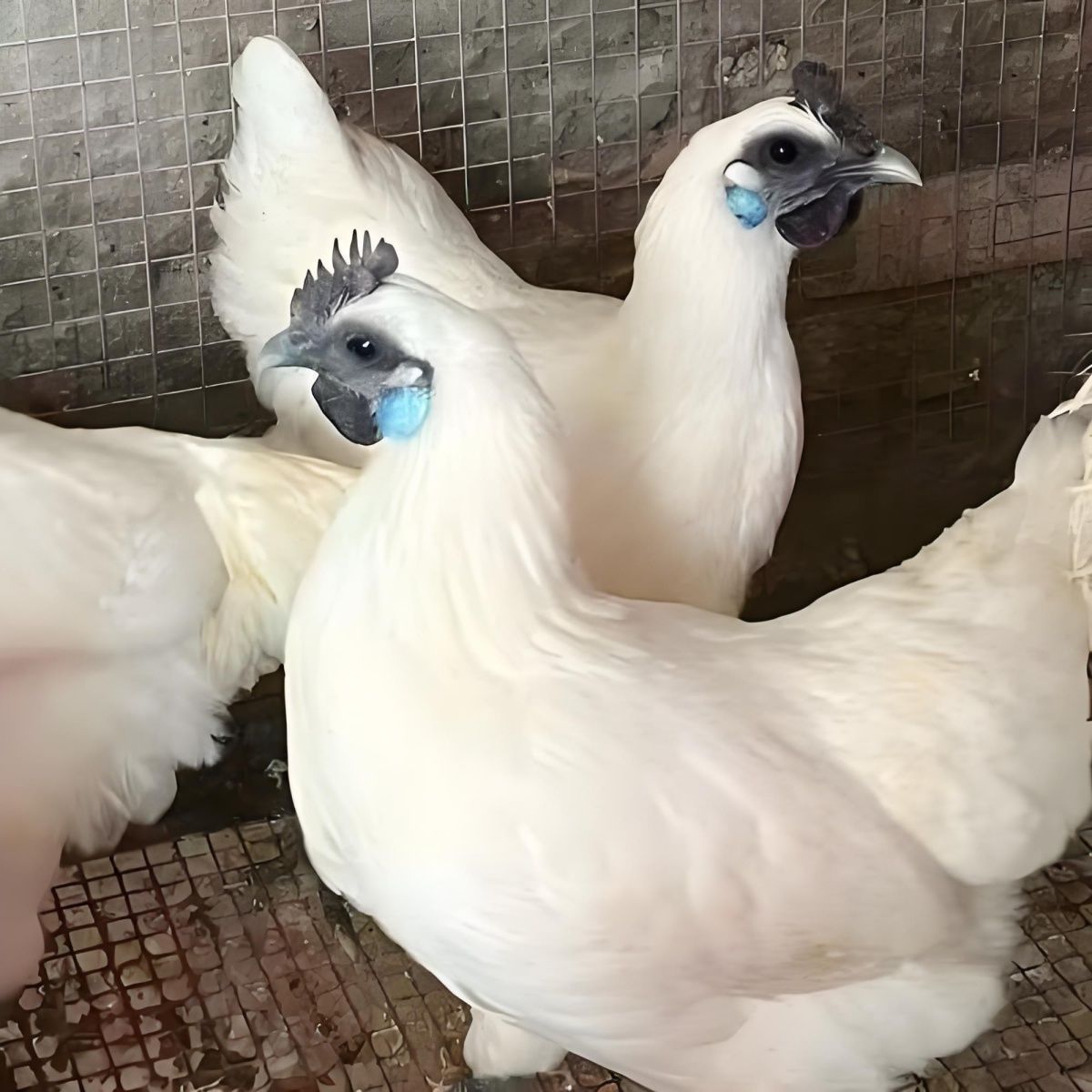 一斤正宗纯种江山白毛乌鸡乌骨鸡活体白羽蓝耳散养脱温蛋鸡宠物