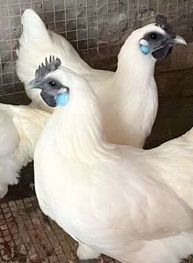 一斤正宗纯种江山白毛乌鸡乌骨鸡活体白羽蓝耳散养脱温蛋鸡宠物