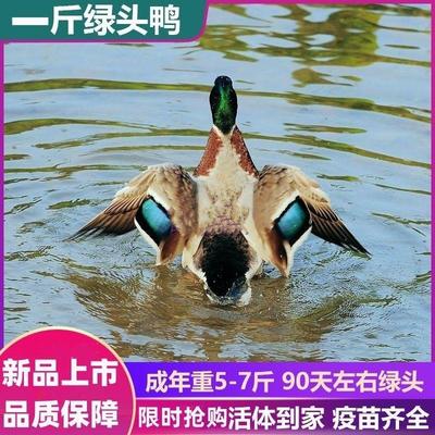 正品大种青头鸭苗一斤纯种绿头鸭麻鸭幼鸭活体下蛋鸭母鸭包邮散养