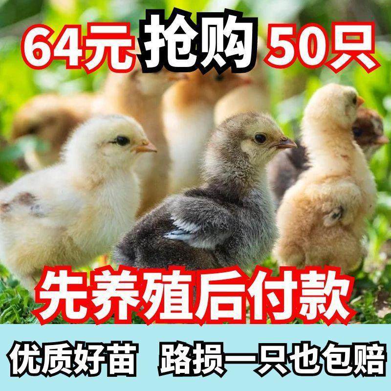 现货清远鸡小鸡崽子活的小鸡仔青脚麻鸡正宗柴鸡苗50只装便宜宠物,宠物/宠物食品及用品,宠物鸡,淘宝优惠券,粉丝福利购,淘宝优惠卷