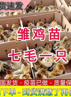 【正宗对版】清远麻鸡苗活鸡小鸡仔活鸡幼苗大种五黑鸡肉鸡苗宠物