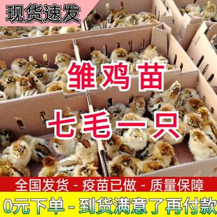 【正宗对版】清远麻鸡苗活鸡小鸡仔活鸡幼苗大种五黑鸡肉鸡苗宠物
