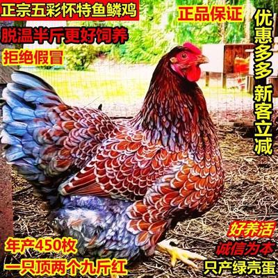 半斤散养鱼鳞鸡半大脱温怀特鸡观赏鸡正宗网红怀特五彩鸡怀恩多特