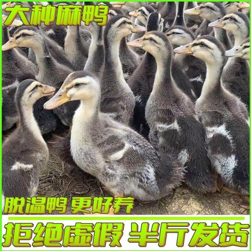 【现货】纯种半斤鸭苗产绿壳蛋麻鸭苗正宗散养青年麻鸭金锭鸭宠物