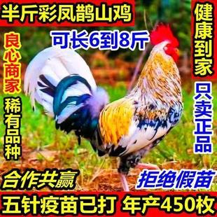 鸡苗七彩神仙鹊山鸡脱温半斤鸡山鸡鱼鳞活苗五彩的鸡苗鱼鳞鸡宠物