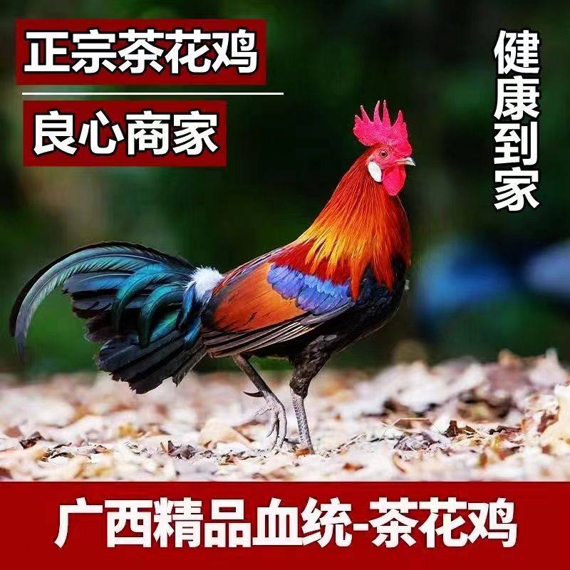 现货半斤茶花鸡成年茶花鸡代正宗青野花秒发脱温观赏宠物,宠物/宠物食品及用品,宠物鸡,淘宝优惠券,粉丝福利购,淘宝优惠卷