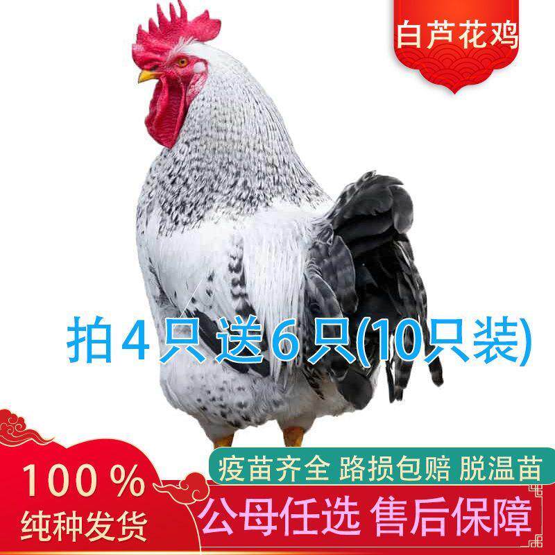 【正宗发货】散养白芦花鸡苗原种绿壳蛋鸡稻花鸡活的芦花鸡土鸡苗