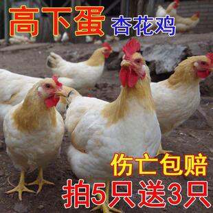 【现货】杏花鸡广东半斤鸡苗小鸡幼苗胡须鸡稀有品种鸡宠物