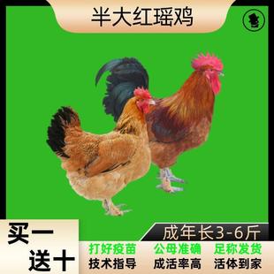 半斤瑶鸡苗纯种瑶山鸡贵州青脚土鸡苗纯种笨鸡草鸡血毛鸡半斤宠物
