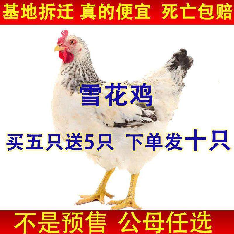 【纯正发货】雪花鸡散养正宗便宜芦花鸡稻花鸡苗活的土鸡鹊山宠物,宠物/宠物食品及用品,宠物鸡,淘宝优惠券,粉丝福利购,淘宝优惠卷
