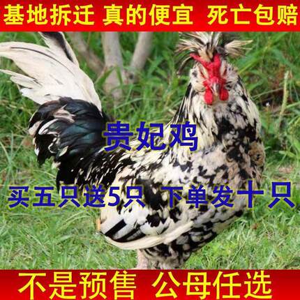 【正宗发货】贵妃鸡苗便宜优质散养观赏鸡珍珠鸡农家自养五颜宠物