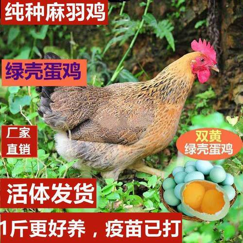 一斤高产绿壳蛋鸡幼苗麻羽鸡五黑鸡鸡农家散养蛋鸡产蛋鸡包活宠物