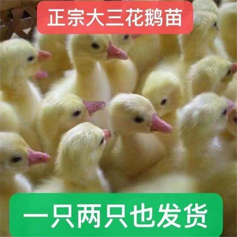 正宗三花鹅新款大白鹅活苗产蛋王小鹅仔非狮头鹅特大种四季鹅宠物,宠物/宠物食品及用品,宠物鸡,淘宝优惠券,粉丝福利购,淘宝优惠卷