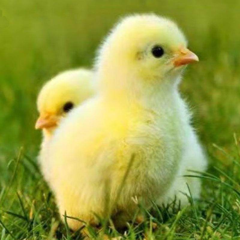 小鸡活苗小鸡仔活的五黑绿壳蛋鸡家养土鸡三黄鸡苗芦花鸡活苗宠物