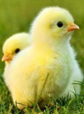 小鸡活苗小鸡仔活的五黑绿壳蛋鸡家养土鸡三黄鸡苗芦花鸡活苗宠物