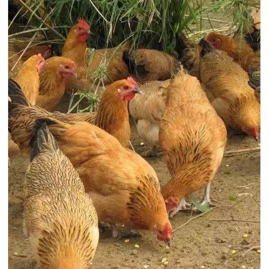 鸡活苗土鸡活苗半大土鸡草鸡小鸡苗脱温苗蛋鸡活苗小鸡仔宠物,宠物/宠物食品及用品,宠物鸡,淘宝优惠券,粉丝福利购,淘宝优惠卷