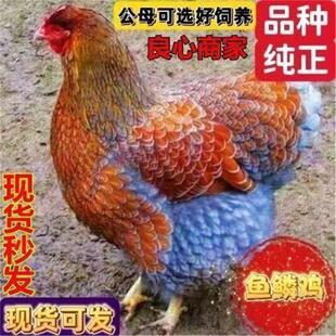 鱼鳞鸡活体脱温怀特鸡观赏鸡活的黑白怀特幼苗五彩鸡怀恩多特宠物