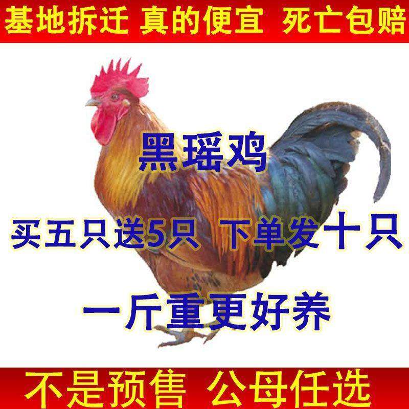 【今日发货】黑瑶鸡苗瑶山鸡苗青脚鸡活的茶花鸡农家土鸡自养宠物,宠物/宠物食品及用品,宠物鸡,淘宝优惠券,粉丝福利购,淘宝优惠卷