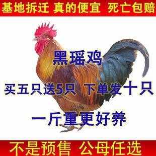 【今日发货】黑瑶鸡苗瑶山鸡苗青脚鸡活的茶花鸡农家土鸡自养宠物
