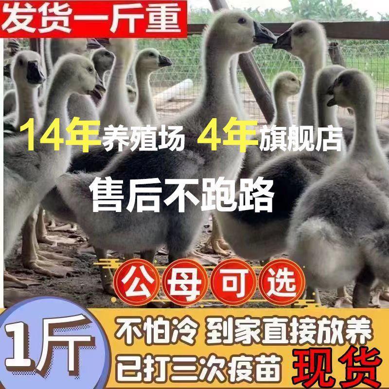 现货一斤大种灰鹅苗大种灰鹅下蛋母鹅小鹅苗脱温小鹅幼鹅包邮