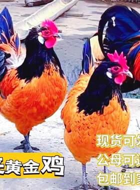 夹黄金鸡正宗苗鱼鳞鸡梅花鸡元宝鸡怀特观赏鸡小鸡活体苗七彩宠物