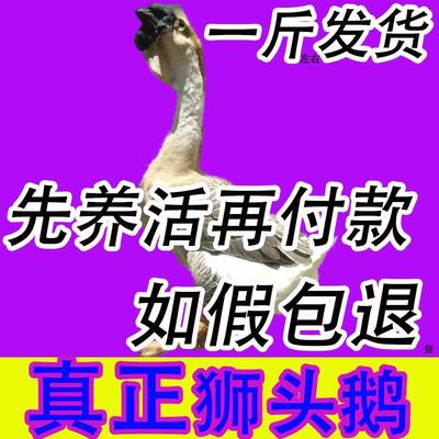 【当天发货】一斤正宗狮头鹅活苗特大鹅仔纯种潮汕狮子头鹅苗鹅崽