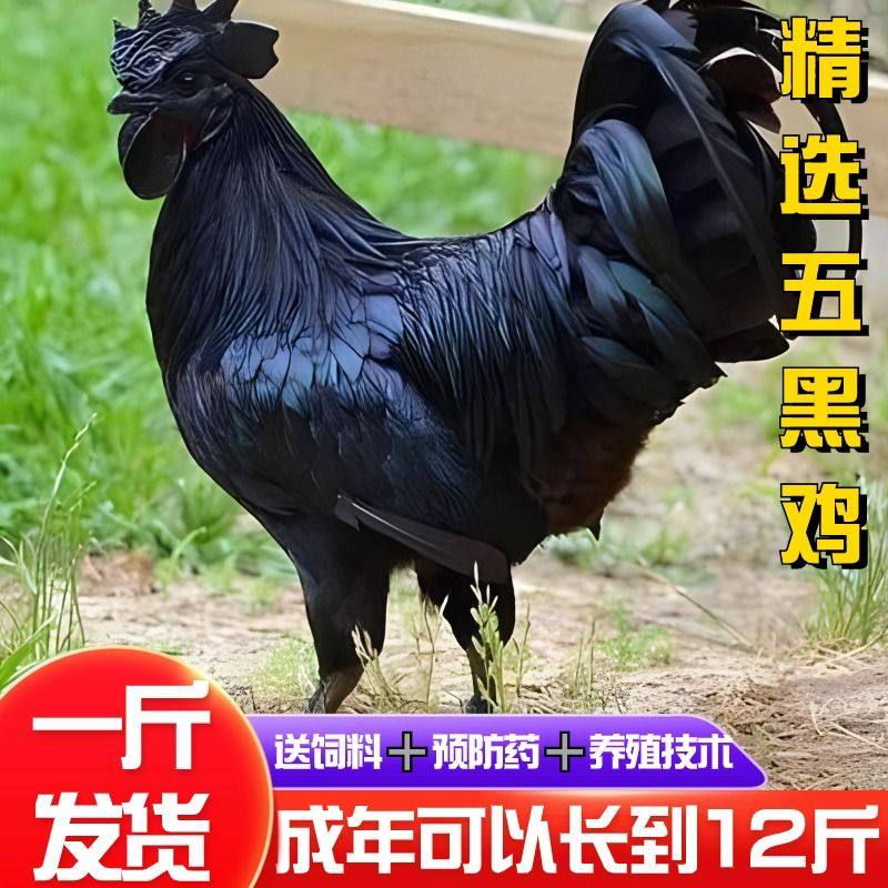 正宗纯种五黑鸡苗现货活苗农家脱温散养活体小鸡幼苗小鸡崽子宠物,宠物/宠物食品及用品,宠物鸡,淘宝优惠券,粉丝福利购,淘宝优惠卷
