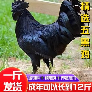 正宗纯种五黑鸡苗现货活苗农家脱温散养活体小鸡幼苗小鸡崽子宠物
