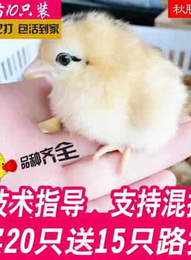 小鸡活苗零售 网红小黄鸡宠物鸡家禽家养土鸡仔麻鸡活苗蛋鸡宠物