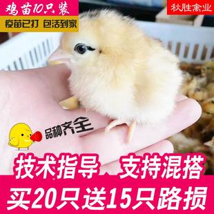 小鸡活苗零售 网红小黄鸡宠物鸡家禽家养土鸡仔麻鸡活苗蛋鸡宠物