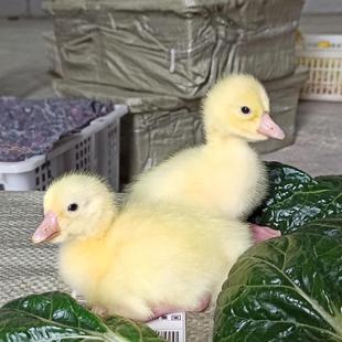 小鹅苗百子五龙豁眼鹅产蛋鹅活苗大白鹅幼苗鹅仔苗宠物鹅苗宠物