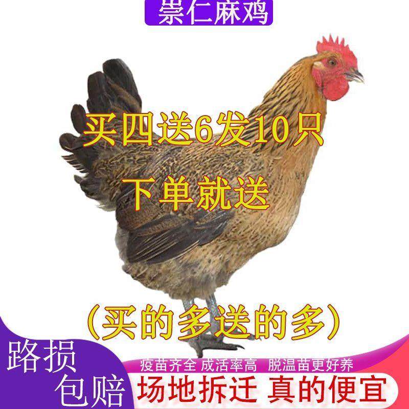 【正宗发货】崇仁麻鸡苗脱温鸡苗散养便宜土鸡小笨鸡麻羽鸡苗宠物,宠物/宠物食品及用品,宠物鸡,淘宝优惠券,粉丝福利购,淘宝优惠卷