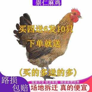 【正宗发货】崇仁麻鸡苗脱温鸡苗散养便宜土鸡小笨鸡麻羽鸡苗宠物