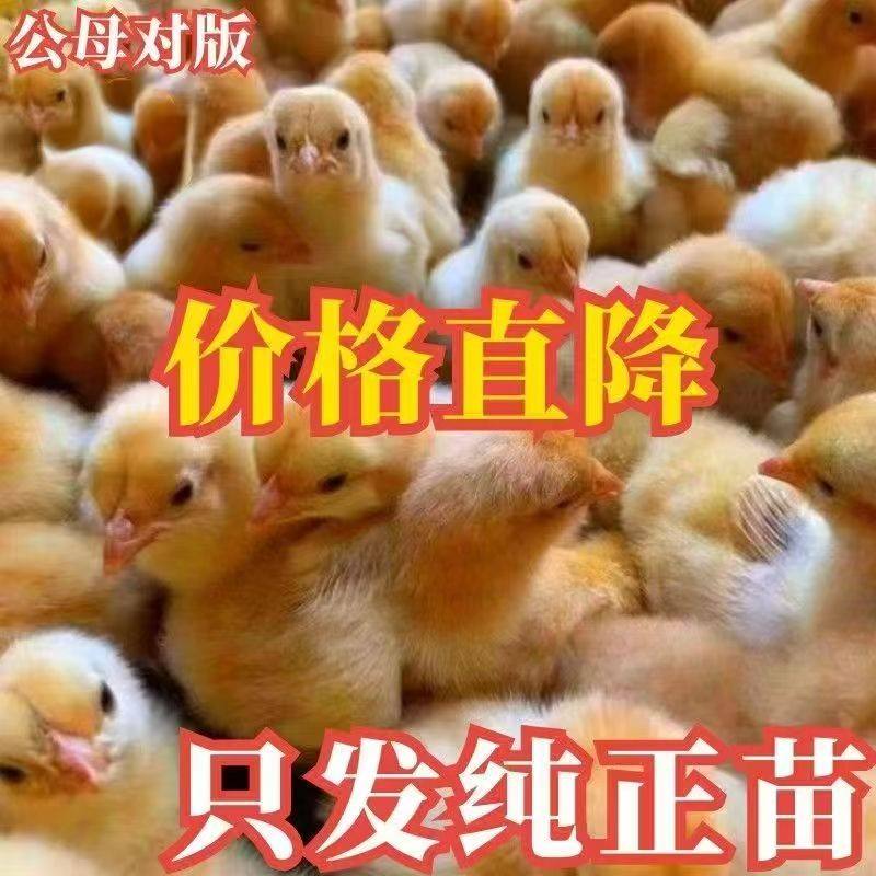 优质鸡苗小鸡苗活体三黄鸡麻羽鸡五黑鸡土鸡九斤红大公鸡幼苗宠物,宠物/宠物食品及用品,宠物鸡,淘宝优惠券,粉丝福利购,淘宝优惠卷