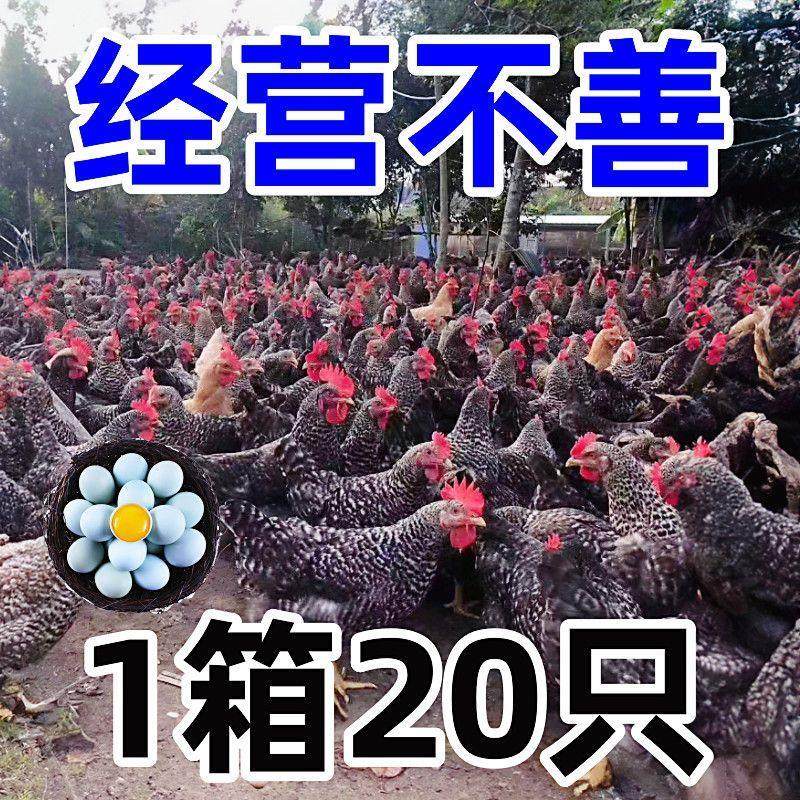 【真的好养】半大黑芦花鸡散养小鸡便宜土鸡苗正宗绿壳蛋鸡崽宠物,宠物/宠物食品及用品,宠物鸡,淘宝优惠券,粉丝福利购,淘宝优惠卷