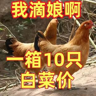 半斤正宗土鸡苗纯种绿壳蛋土鸡活苗小鸡本地散养土鸡麻鸡草鸡宠物