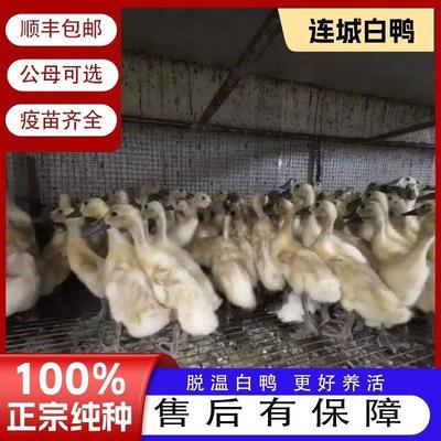 【福建发货】正宗连城白鹭鸭苗便宜网红宠物鸭脱温柯尔鸭水鸭宠物